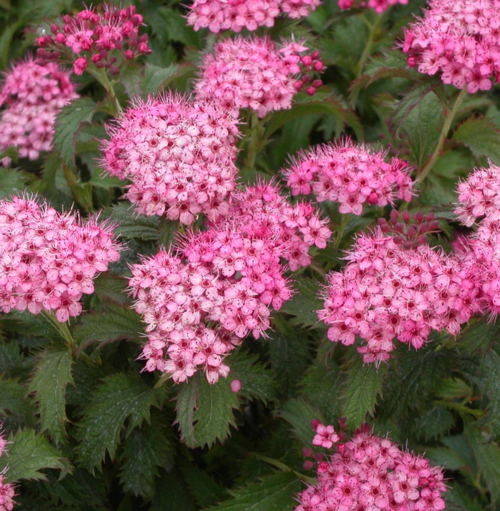 SPIRAEA japonica  ‘Crispa’ / Spirée japonaise 'Crispa'