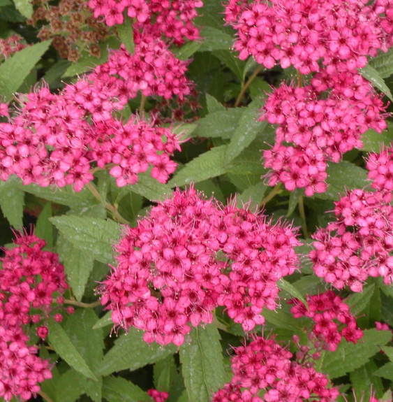 Pépinières Français PF_SPIRAEA-ja7 SPIRAEA japonica ‘Anthony Waterer’ / Spirée japonaise 'Antony Waterer'