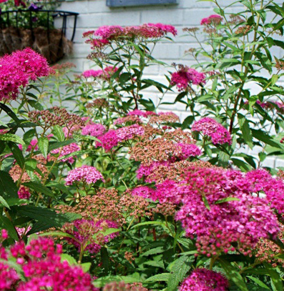 Pépinières Français PF_SPIRAEA-ja7 SPIRAEA japonica ‘Anthony Waterer’ / Spirée japonaise 'Antony Waterer'