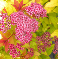 SPIRAEA japonica ‘Goldflame’  / Spirée japonaise 'Goldflame'