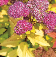 SPIRAEA japonica ‘Goldflame’  / Spirée japonaise 'Goldflame'