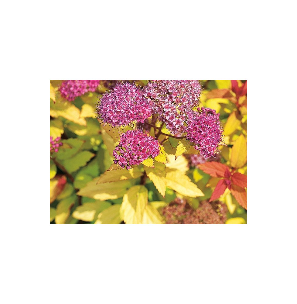 SPIRAEA japonica ‘Goldflame’  / Spirée japonaise 'Goldflame'