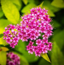 SPIRAEA japonica ‘Goldflame’  / Spirée japonaise 'Goldflame'