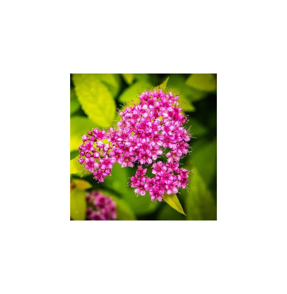 SPIRAEA japonica ‘Goldflame’  / Spirée japonaise 'Goldflame'