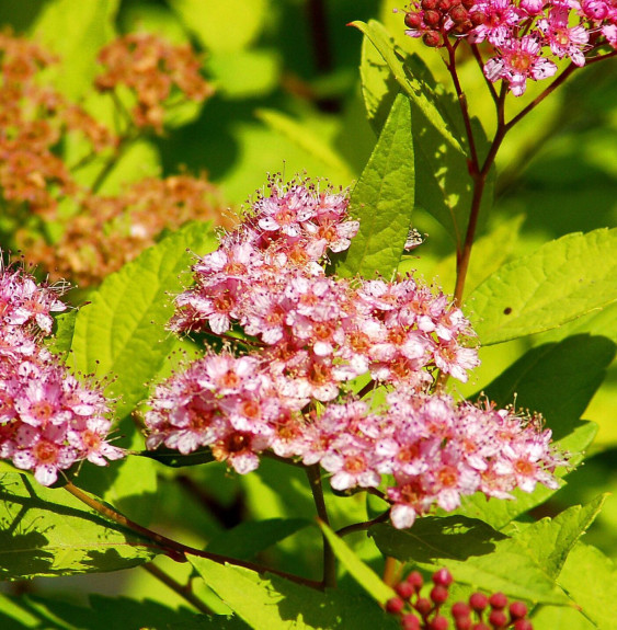 SPIRAEA japonica ‘Goldmound’ / Spirée japonaise 'Gold Mound'