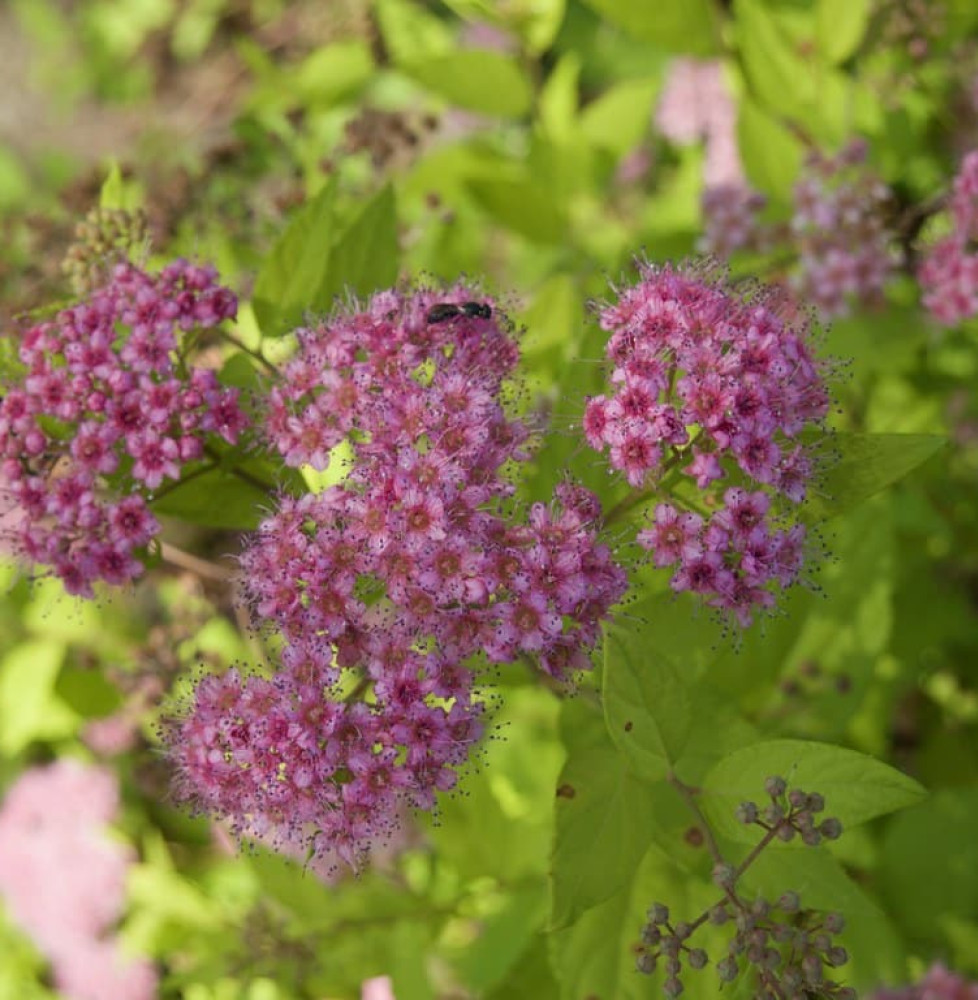 SPIRAEA japonica ‘Goldmound’ / Spirée japonaise 'Gold Mound'