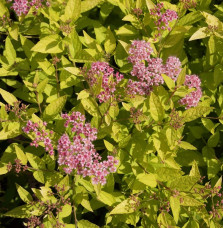 SPIRAEA japonica ‘Goldmound’ / Spirée japonaise 'Gold Mound'