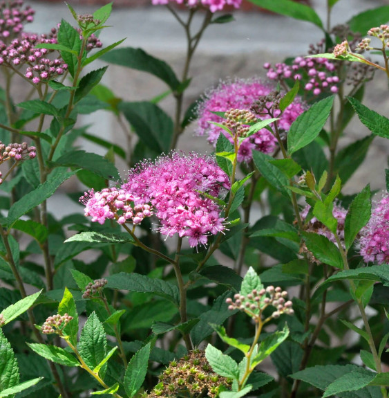 SPIRAEA japonica ‘Little princess’  / Spirée japonaise 'Little Princess'