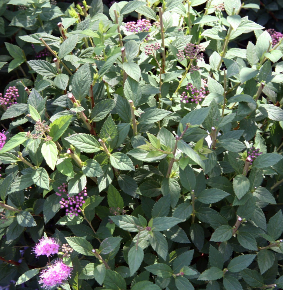 SPIRAEA japonica ‘Little princess’  / Spirée japonaise 'Little Princess'