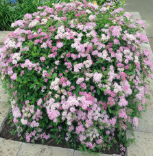 SPIRAEA japonica ‘Little princess’  / Spirée japonaise 'Little Princess'