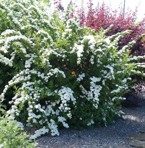 SPIRAEA nipponica ‘Snowmound’  / Spirée du Japon 'Snowmound'