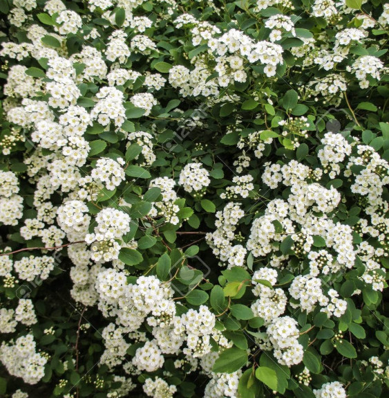 Pépinières Français PF_SPIRAEA-ni SPIRAEA nipponica ‘Snowmound’ / Spirée du Japon 'Snowmound'