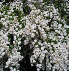 SPIRAEA nipponica ‘Snowmound’  / Spirée du Japon 'Snowmound'