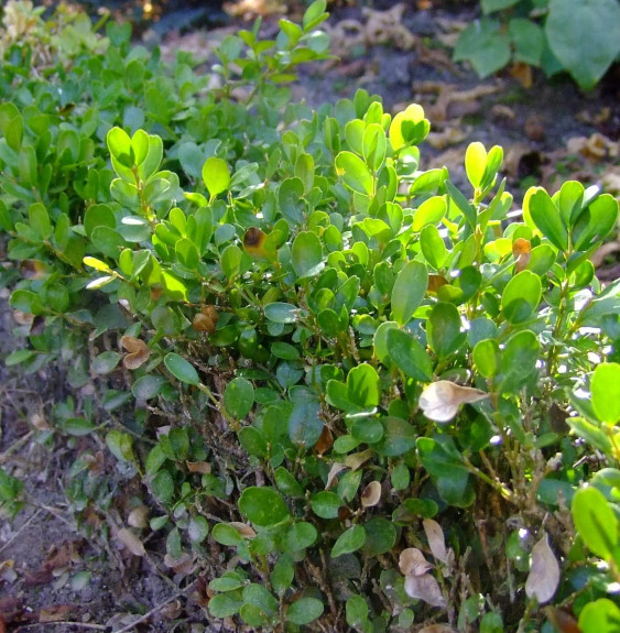 BUXUS sempervirens ‘Suffruticosa’ / Buis bordure