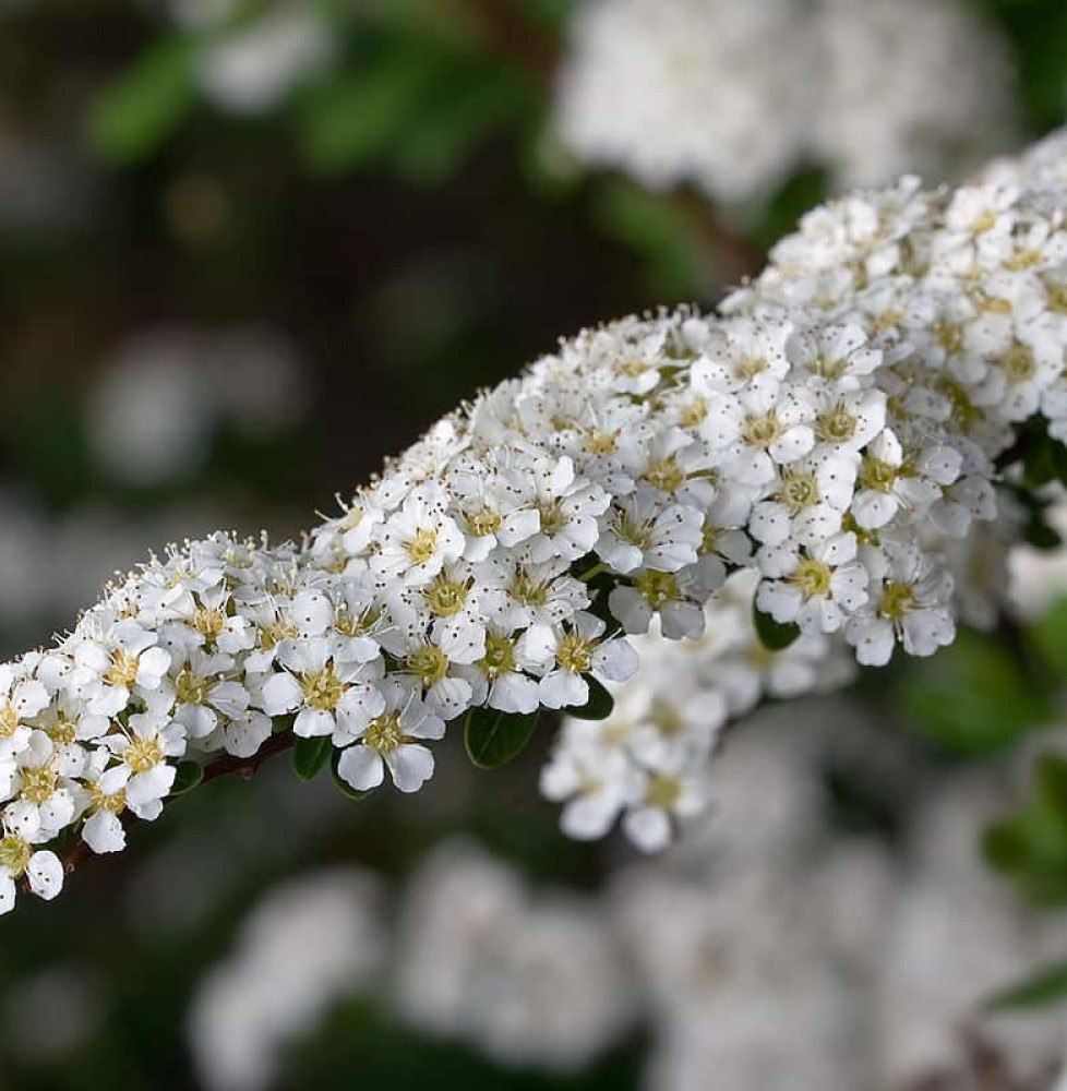 SPIRAEA X arguta  / Spirée arguta