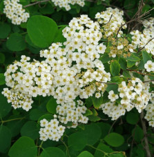 SPIRAEA X arguta  / Spirée arguta