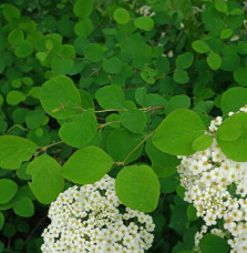 SPIRAEA X arguta  / Spirée arguta