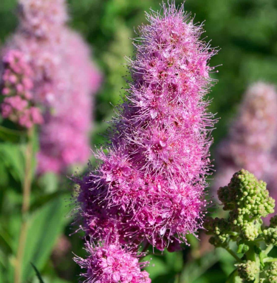 SPIRAEA x billardii  / Spirée billardii