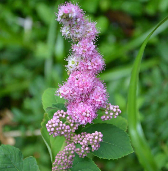 SPIRAEA x billardii  / Spirée billardii