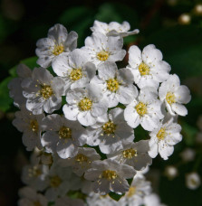 SPIRAEA x vanhouttei  / Spirée de vanhoutte