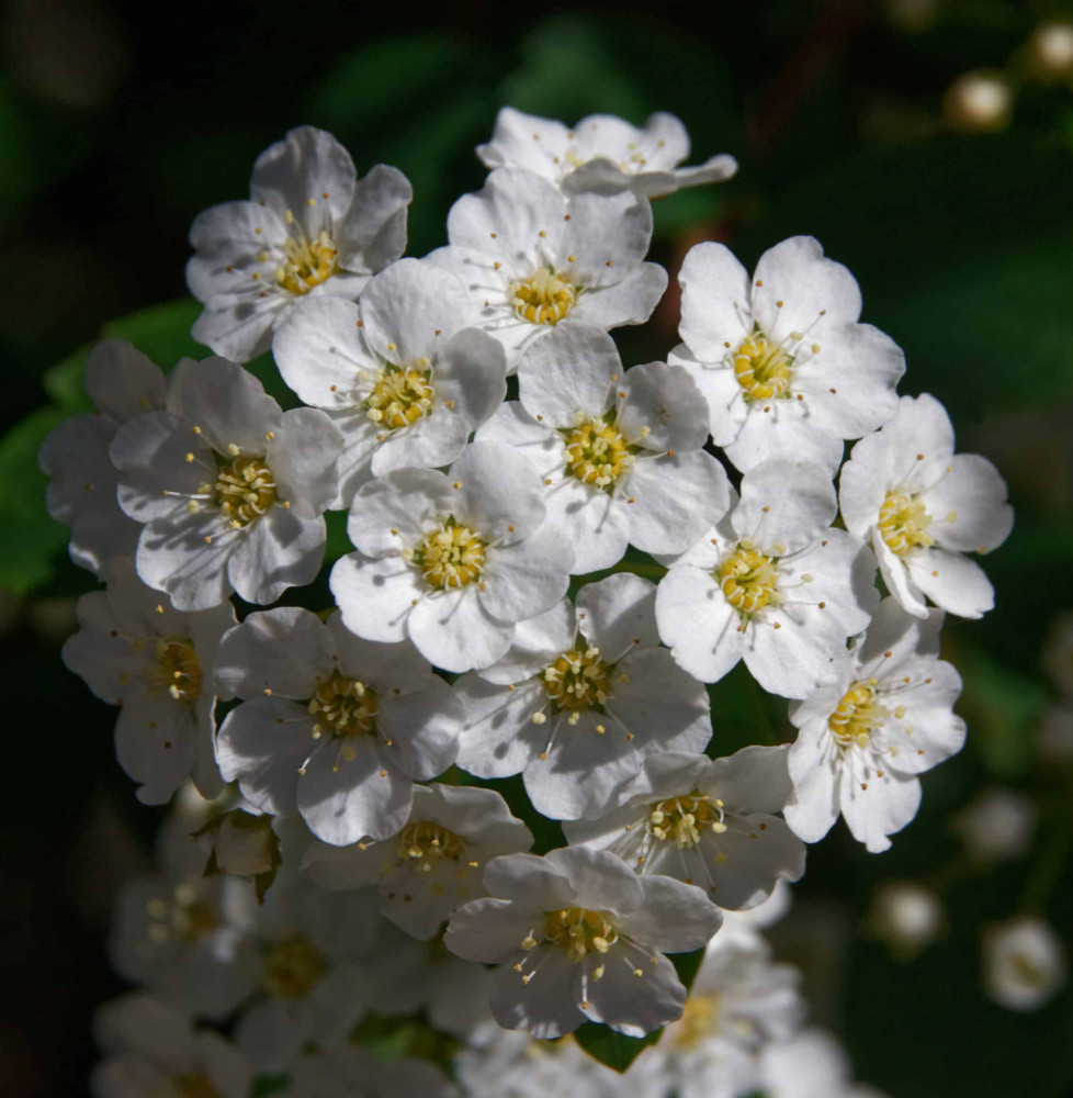 SPIRAEA x vanhouttei  / Spirée de vanhoutte