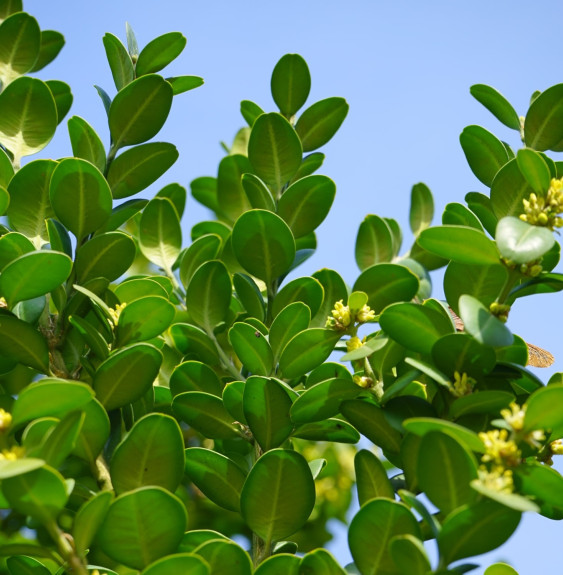 BUXUS sempervirens ‘Suffruticosa’ / Buis bordure