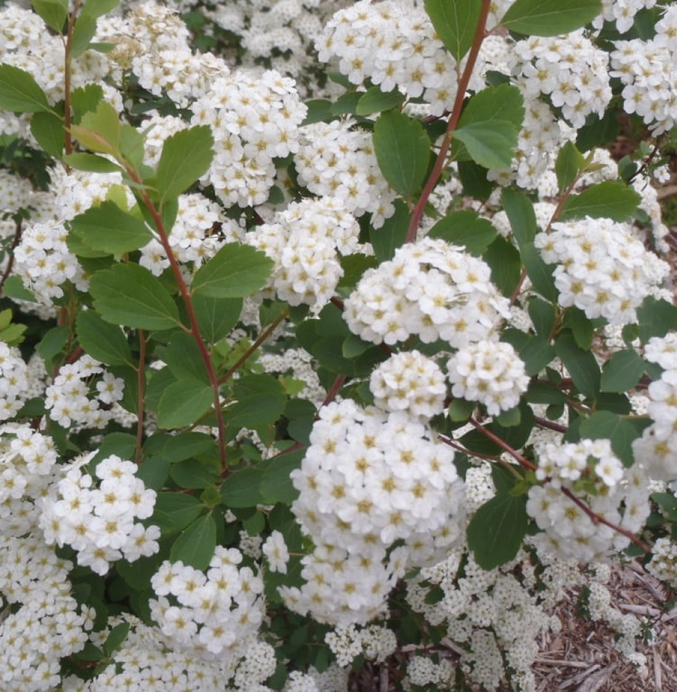 SPIRAEA x vanhouttei  / Spirée de vanhoutte