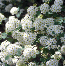 SPIRAEA x vanhouttei  / Spirée de vanhoutte