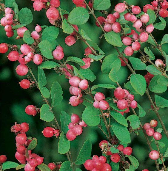 Pépinières Français PF_SYMPHORICA2 SYMPHORICARPOS x doorenbosii ‘Magic Berry’ / Symphorine 'Magic Berry'