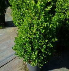 BUXUS sempervirens mycrophylla ‘Faulkner’ / Buis commun 'Faulkner'