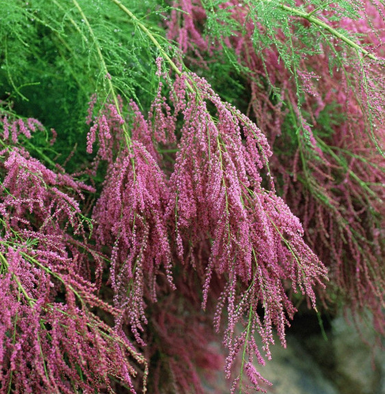 TAMARIX ramosissima  / Tamaris d'été