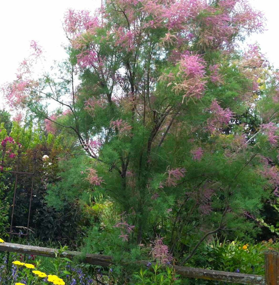 TAMARIX ramosissima  / Tamaris d'été