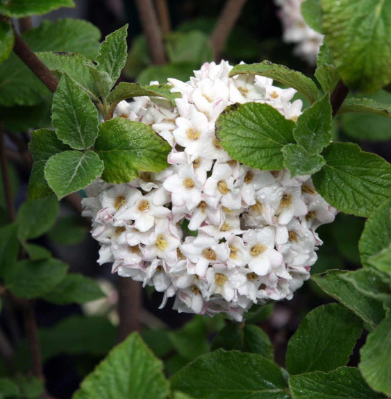 VIBURNUM carlcephalum / Viorne carlcephalum