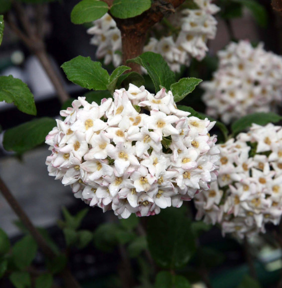 VIBURNUM carlcephalum / Viorne carlcephalum