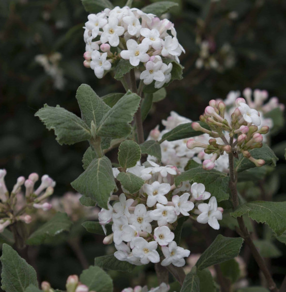 VIBURNUM Carlesii  / Viorne de Carle