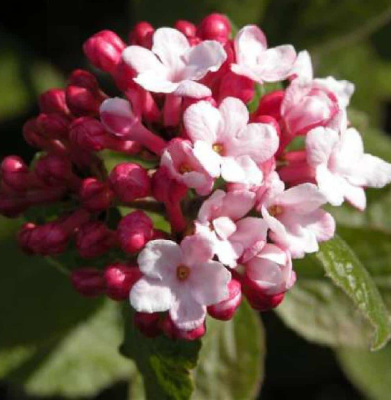 VIBURNUM Carlesii 'Aurora' / Viorne de Carle 'Aurora'