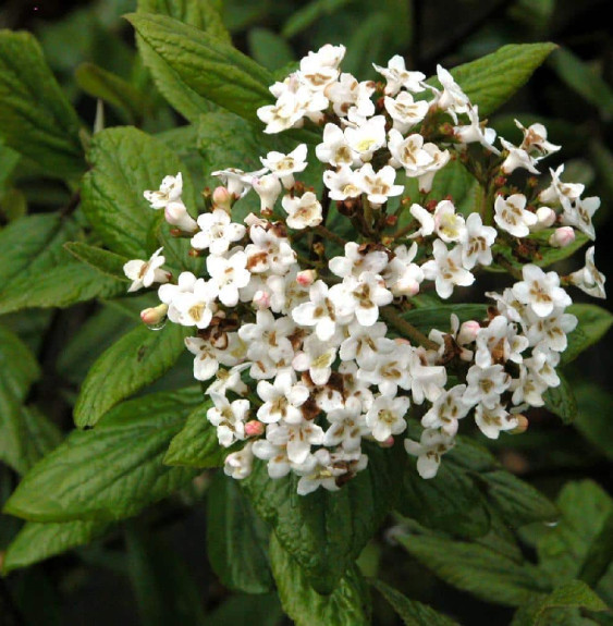 VIBURNUM Carlesii 'Aurora' / Viorne de Carle 'Aurora'