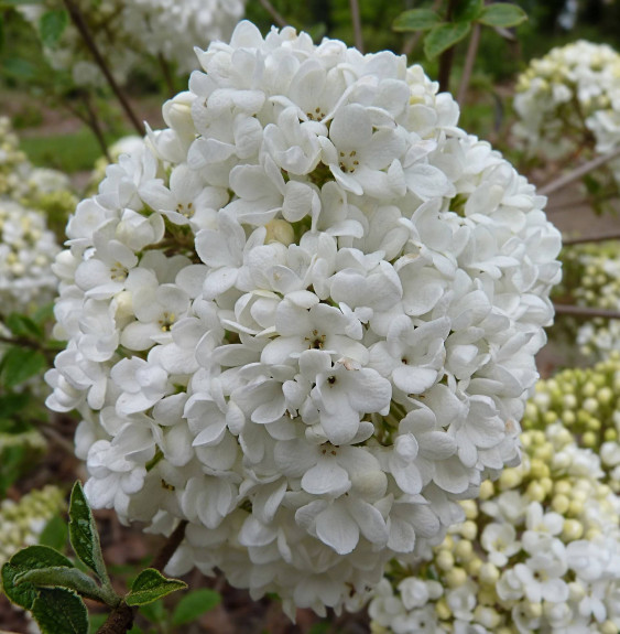 VIBURNUM 'Eskimo' / Viorne 'Eskimo'