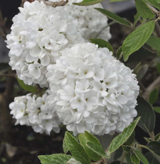 VIBURNUM 'Eskimo' / Viorne 'Eskimo'