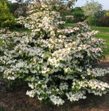 VIBURNUM nudum ‘Pink Beauty’  / Viorne de Chine 'Pink Beauty'