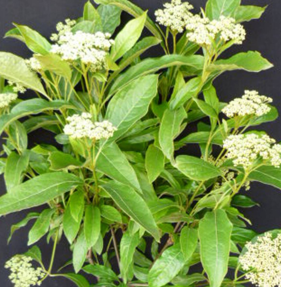 VIBURNUM nudum ‘Pink Beauty’  / Viorne de Chine 'Pink Beauty'