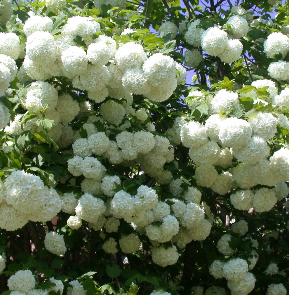 VIBURNUM Opulus ‘Roseum’  / Boule de neige