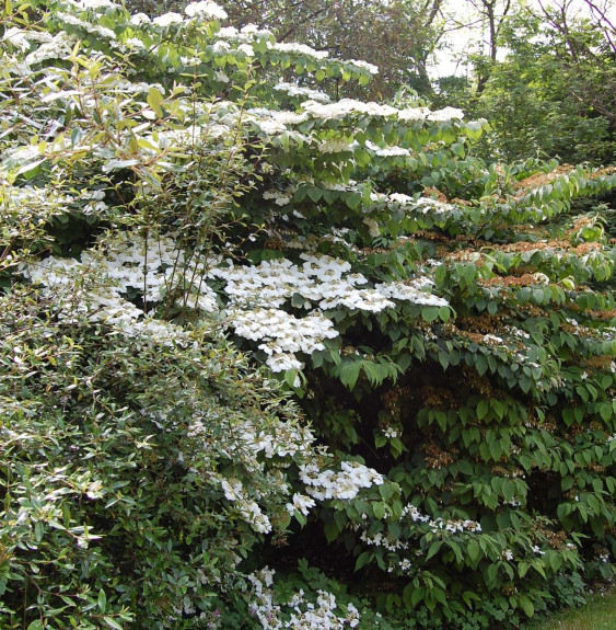 VIBURNUM plicatum ‘Lanarth’  / Viorne de Chine 'Lanarth'