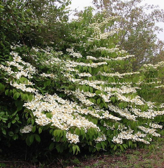 VIBURNUM plicatum ‘Mariesii’ / Viorne de Chine 'Mariesii'