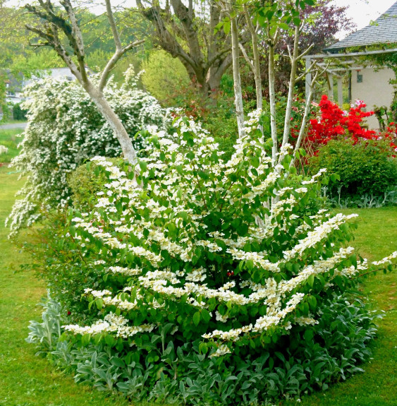 VIBURNUM plicatum ‘Mariesii’ / Viorne de Chine 'Mariesii'