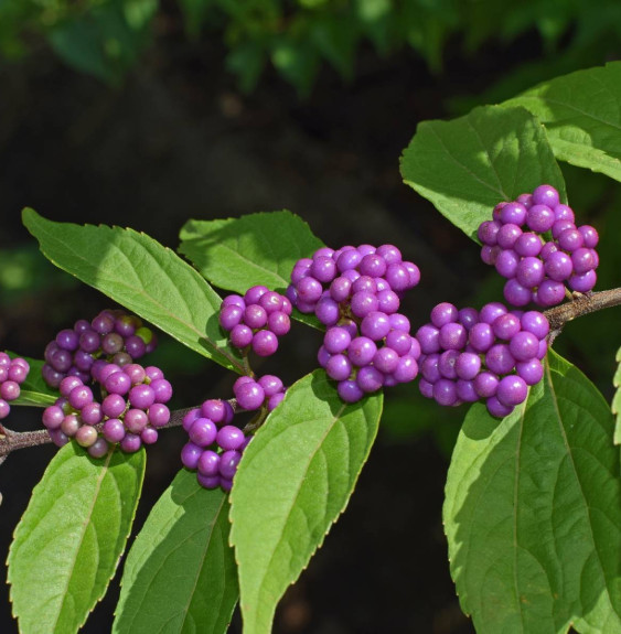 CALLICARPA bodinieri ‘Profusion’ / Arbuste aux bonbons 'Profusion