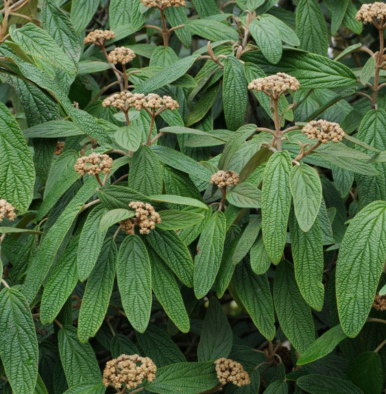 VIBURNUM rhytidophyllum / Viorne à feuilles ridées