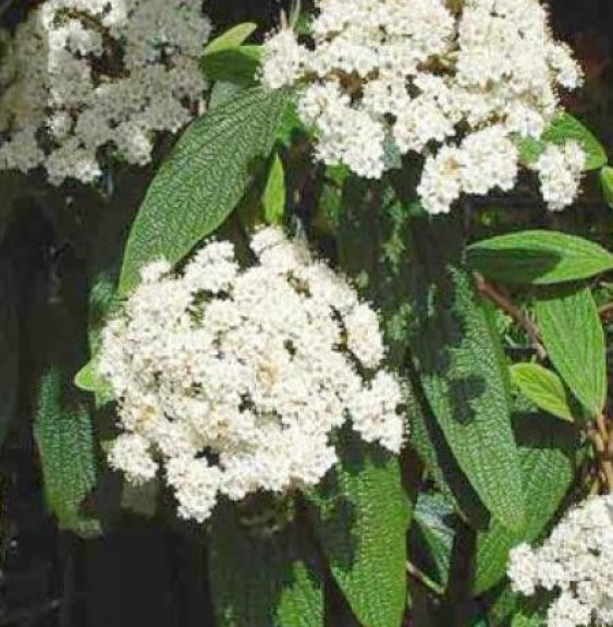 VIBURNUM rhytidophyllum / Viorne à feuilles ridées