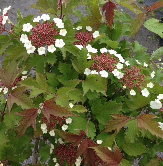 VIBURNUM sargentii ‘Onondaga’ / Viorne 'Onondaga'