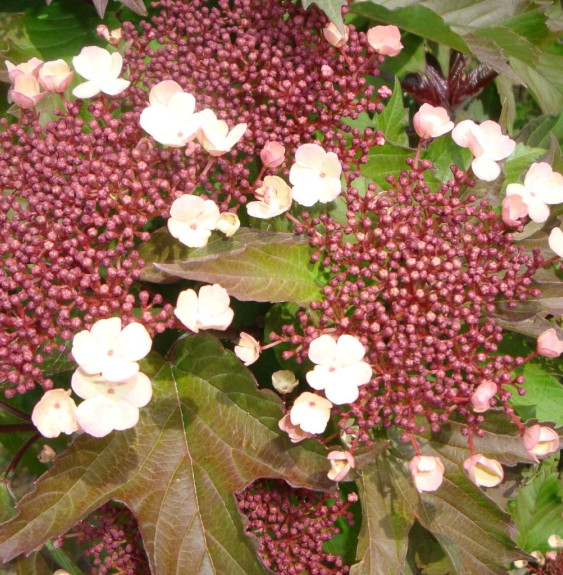 Pépinières Français PF_VIBURNUM-s VIBURNUM sargentii ‘Onondaga’ / Viorne 'Onondaga'